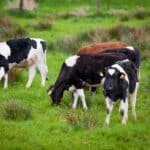 herd of cows